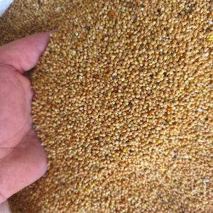 Mei - Semințe de Mei – Hrană Naturală pentru Porumbei și Păsări